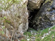 Primula albenensis (Primula del Monte Alben) – 12magg22-FOTOGALLERY